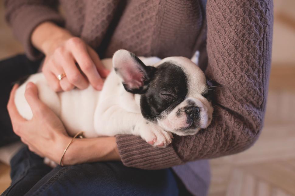 Free Image of Dog Sleeping in Arms  
