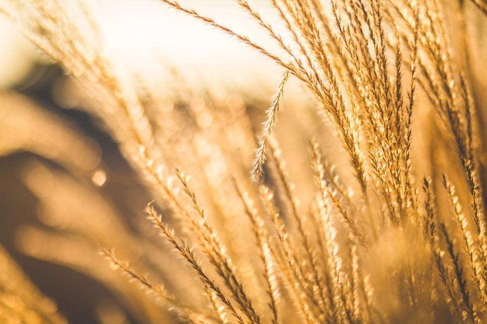 Free Image of Wheat Grain Strands 