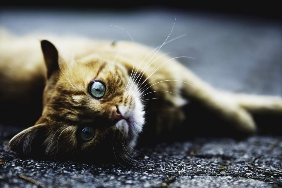 Free Image of Single Cat  