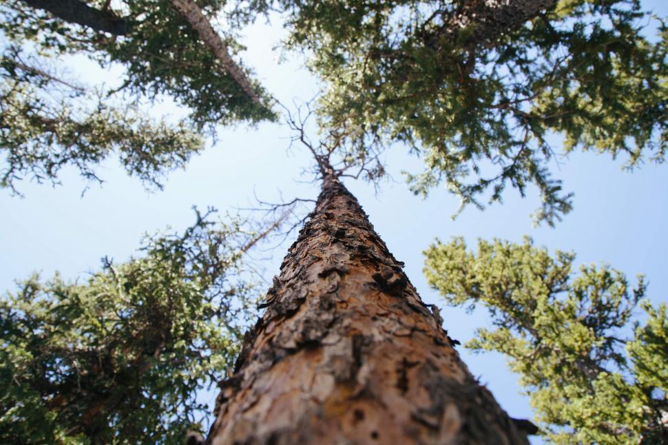Free Image of Tree bark from Below  