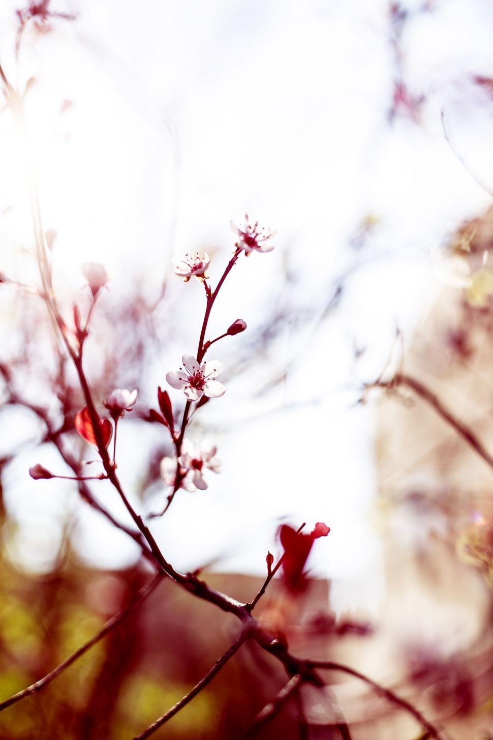 Free Image of White Red Flowers  