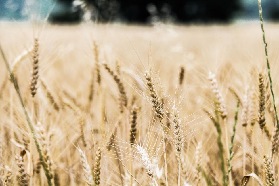 Free Image of Wheat Crop  