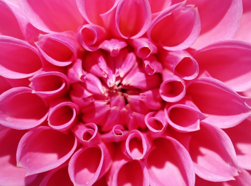 Free Image of Flower - Detailing  