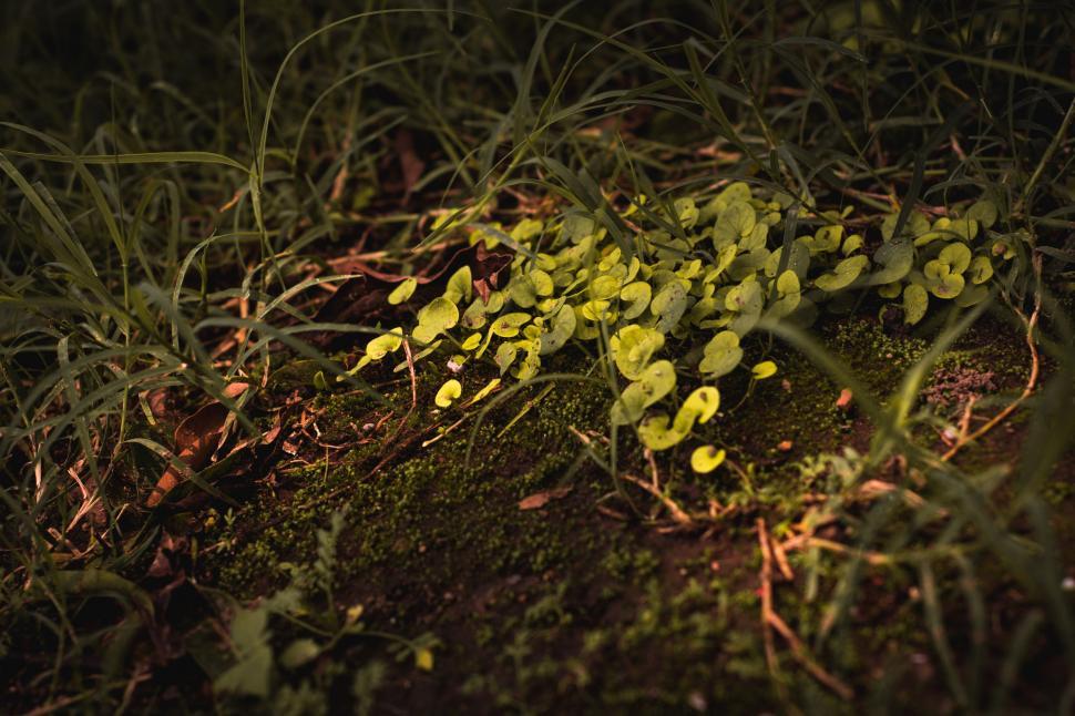 Free Image of Green Grass  
