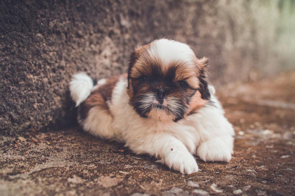 Free Image of Tiny Dog  