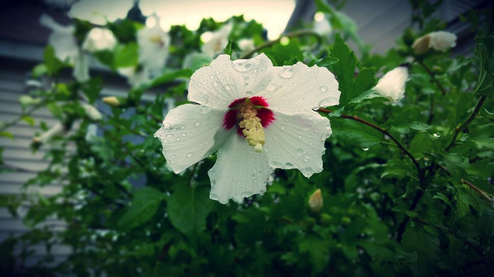 Free Image of One White Flower in dew 