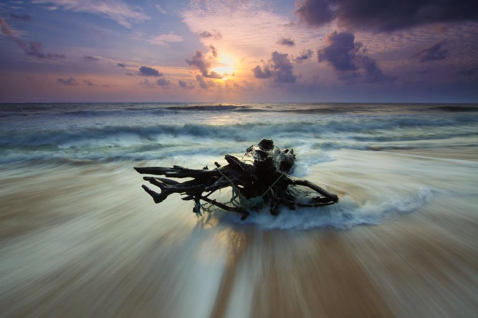 Free Image of Tree trunk at beach  