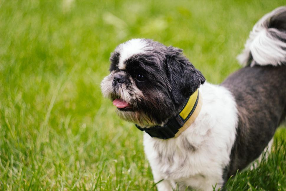 Free Image of Dog and Grass 