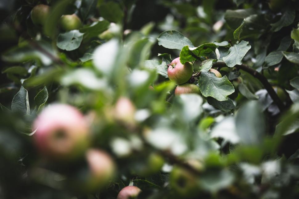 Free Image of Apple Tree with green leaves  