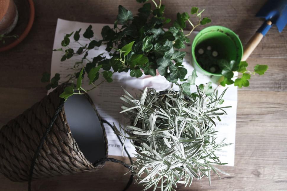 Free Image of Indoor Gardening - Pot Plant  