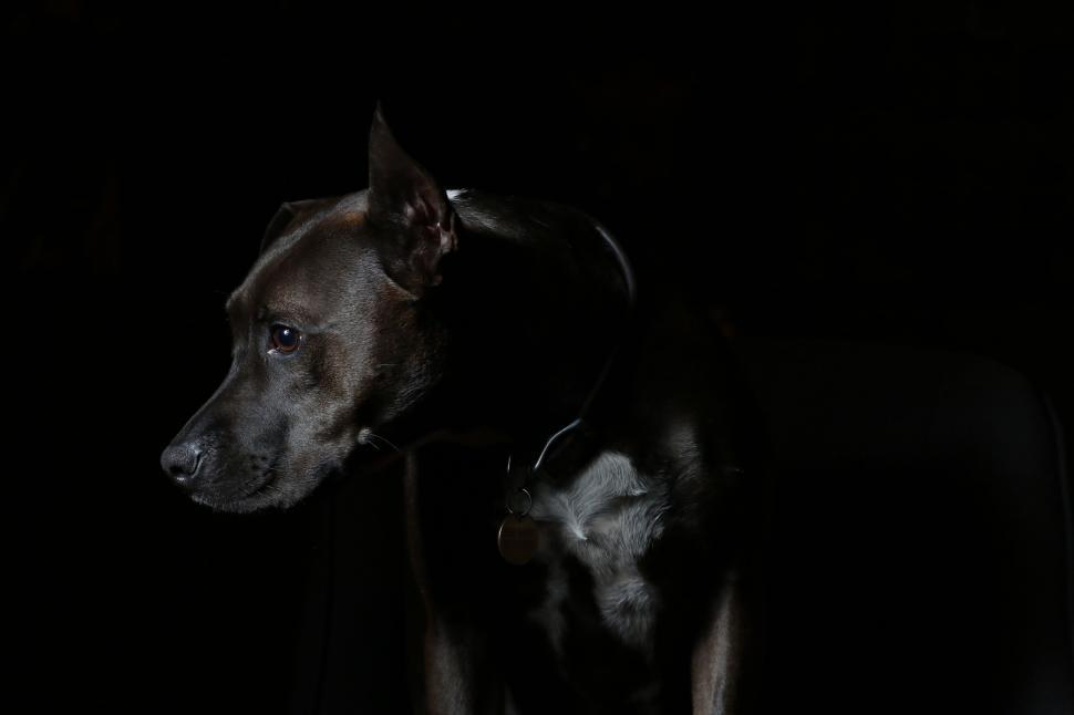 Free Image of Black Dog in Black Background  