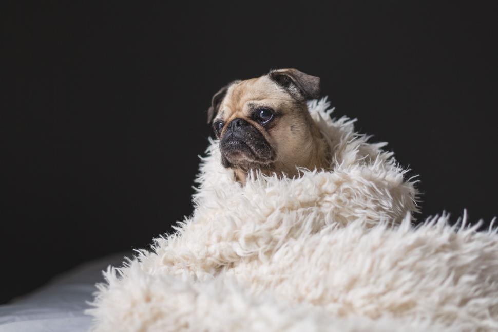 Free Image of Dog in blanket  