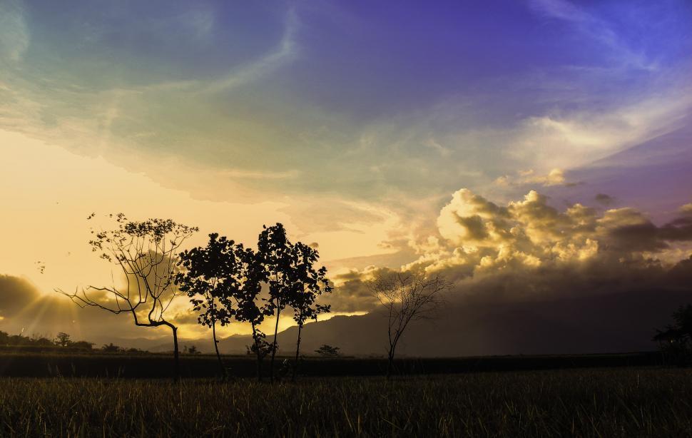 Free Image of Silhouettes of trees with sunset 