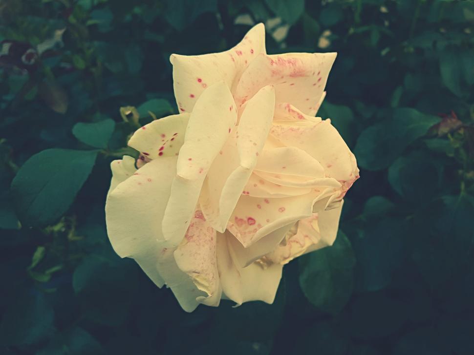 Free Image of Yellow Flower - Detailing  