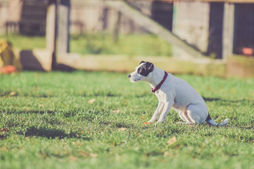 Free Image of White dog with black ears  