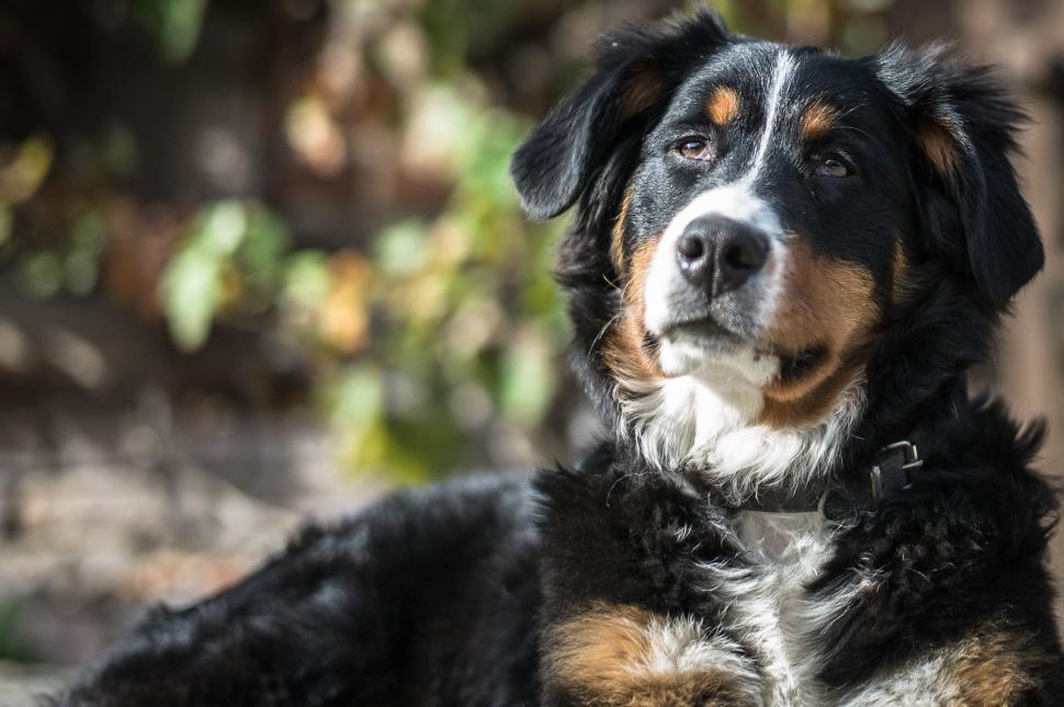 Free Image of Black fur dog 