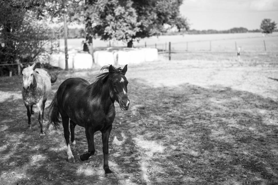 Free Image of Two horse in farm  