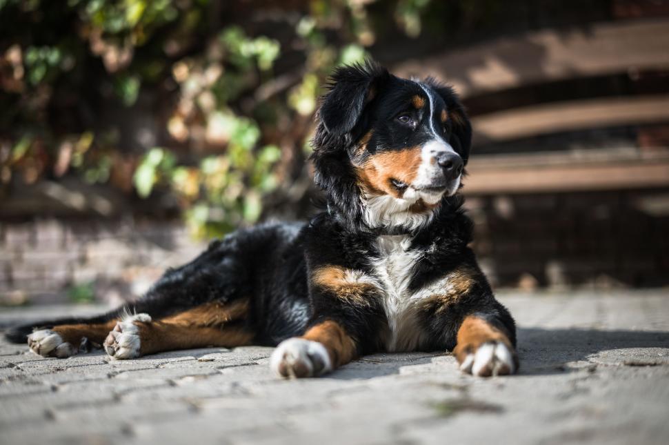 Free Image of Bernese Mountain Dog 