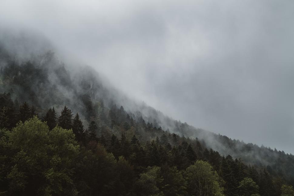 Free Image of Foggy Trees  