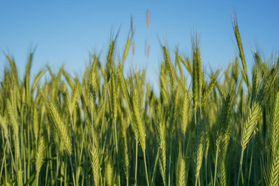 Free Image of Rye Grass  