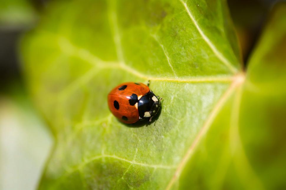Free Image of Ladybird beetle 