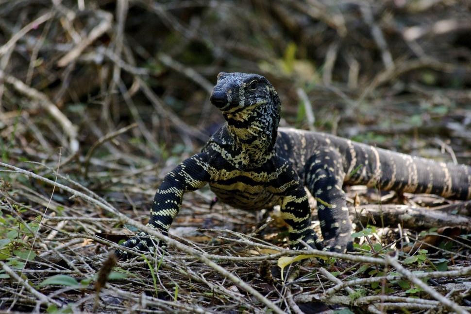 Free Image of Monitor lizard 