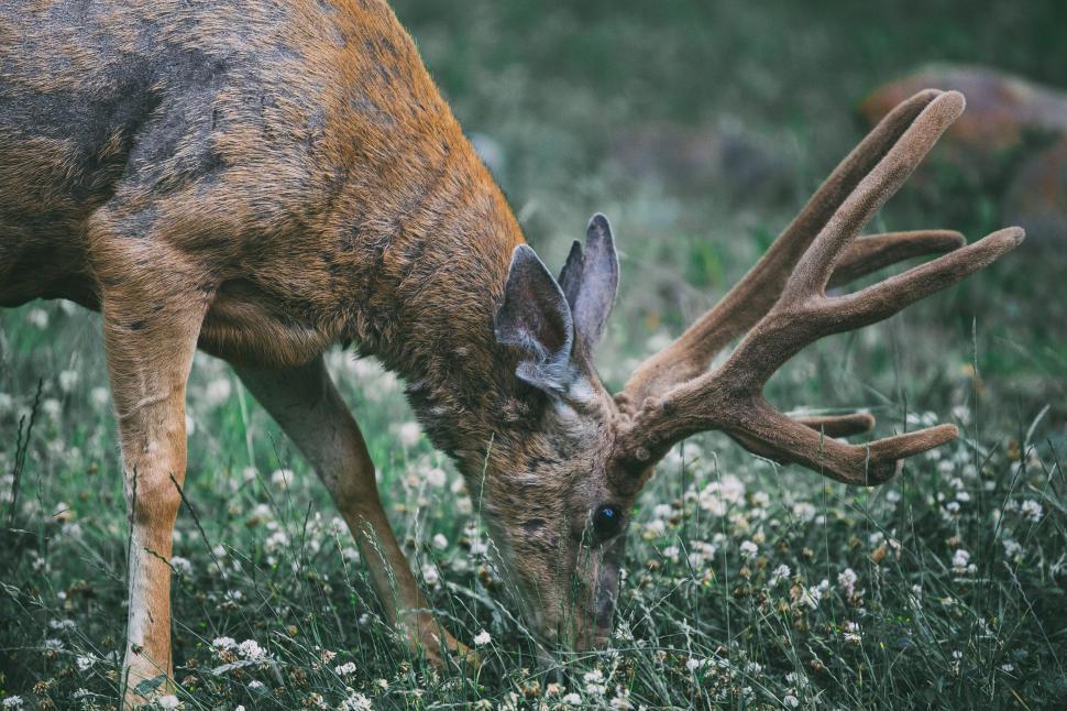 Free Image of Red deer 