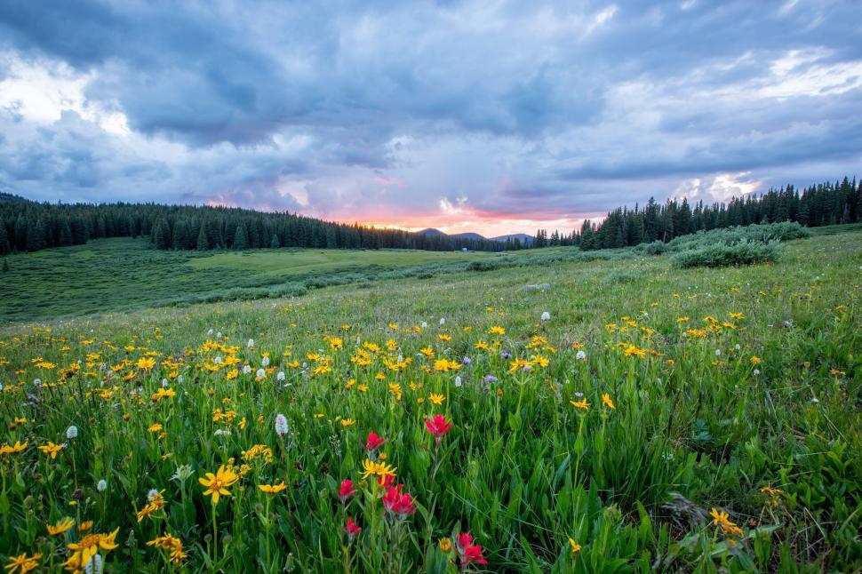 Free Image of Flowers on grassland 