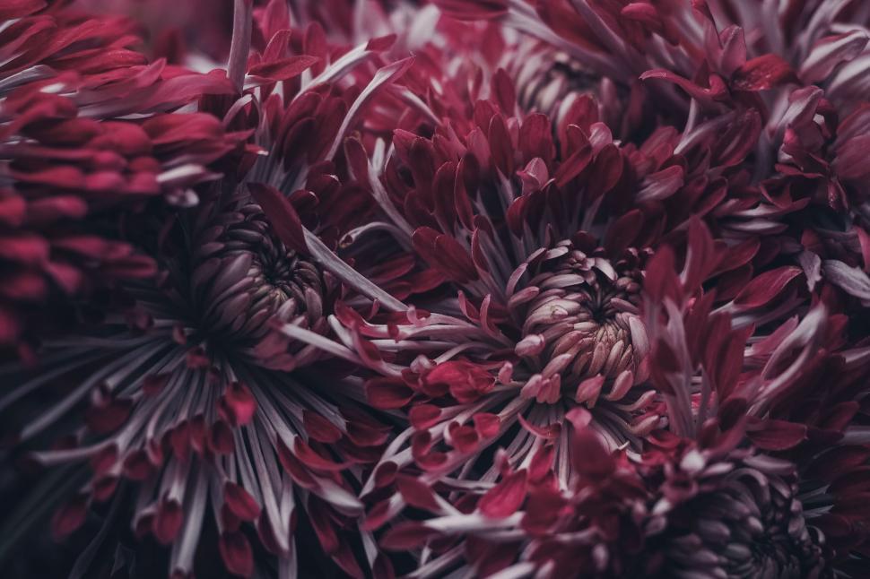 Free Image of Red pink flowers  