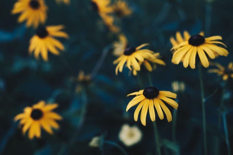 Free Image of Coneflowers 