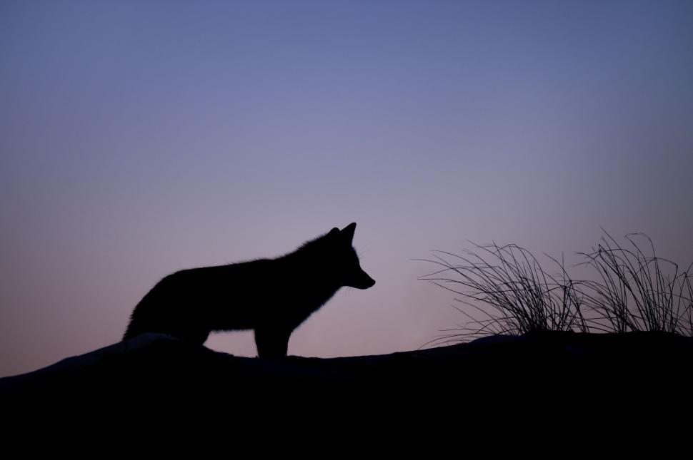 Free Image of Silhouette of Fox 