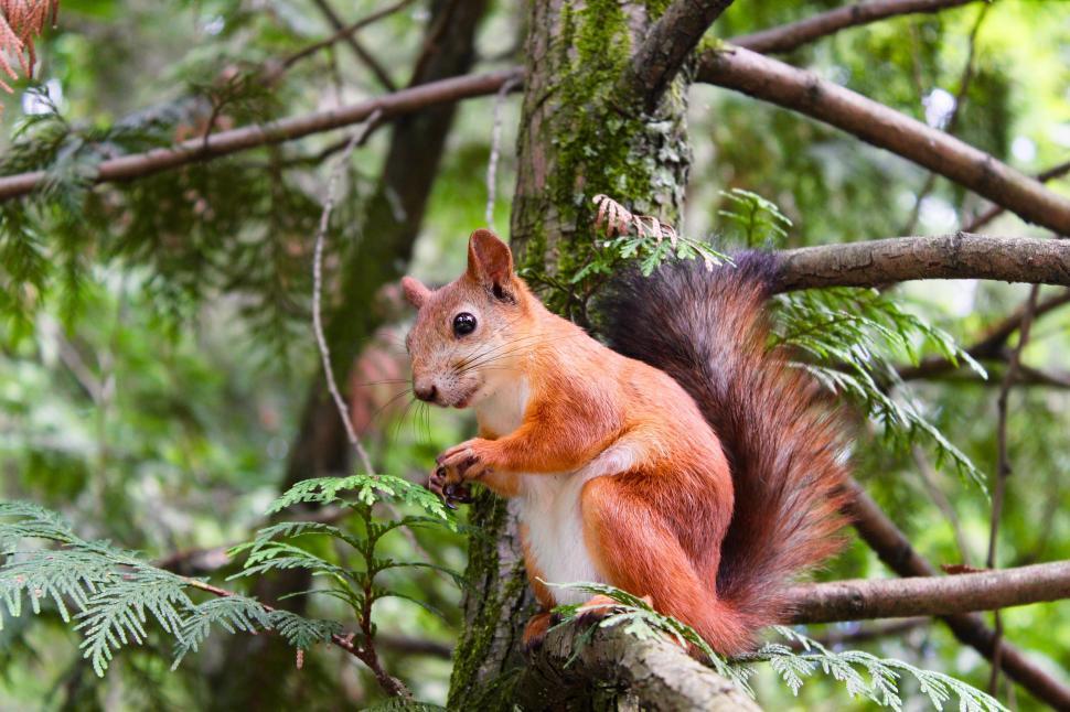 Free Image of Brown squirrel 