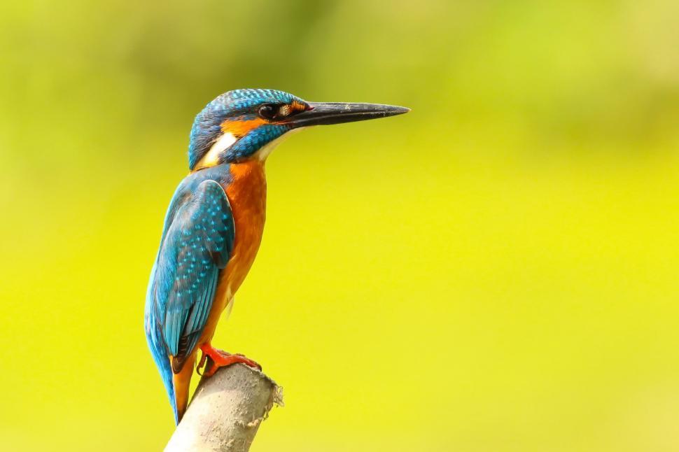 Free Image of Kingfisher bird  
