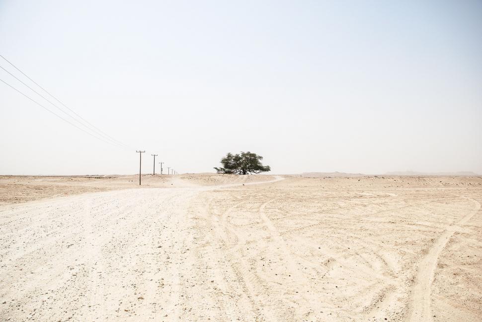 Free Image of Desert and Tree  