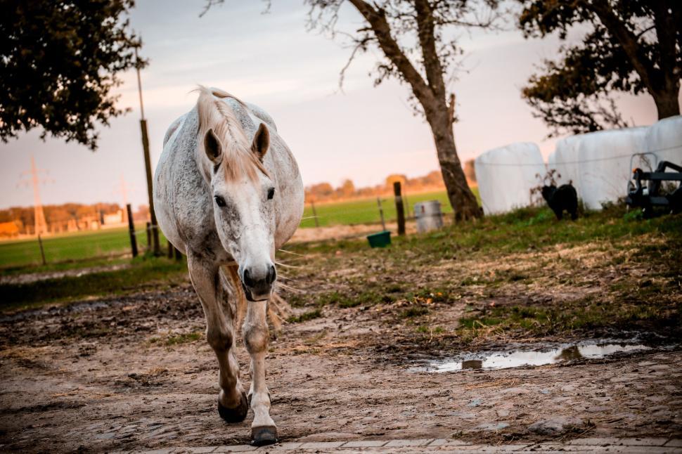 Free Image of White Horse  