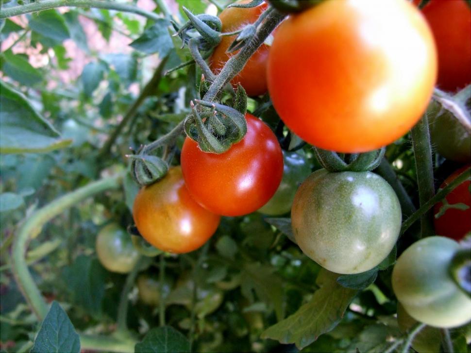Free Image of Food - Tomatoes 