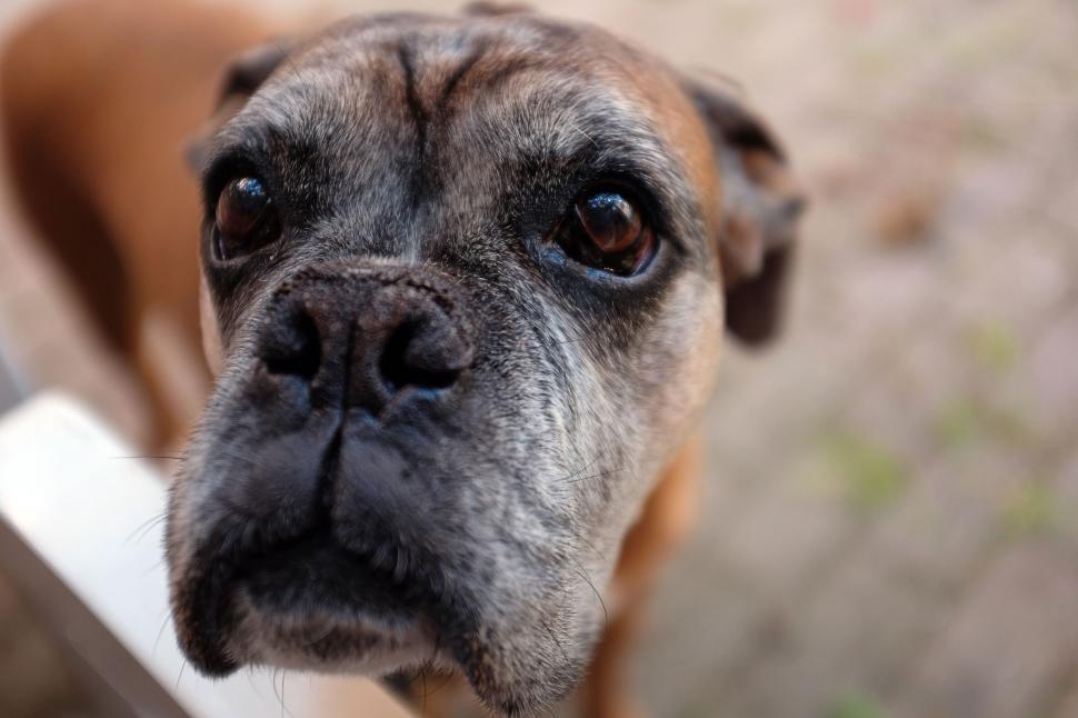 Free Image of Dog Head - Detailing  