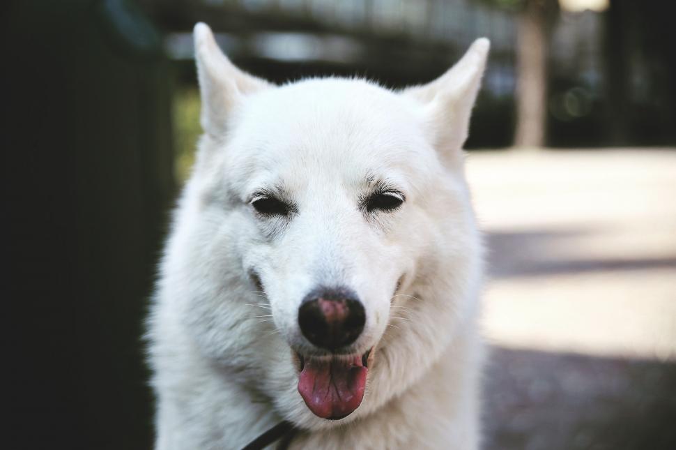 Free Image of White Dog Head  