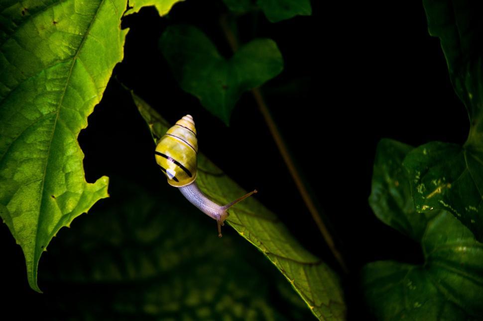 Free Image of Gastropod 