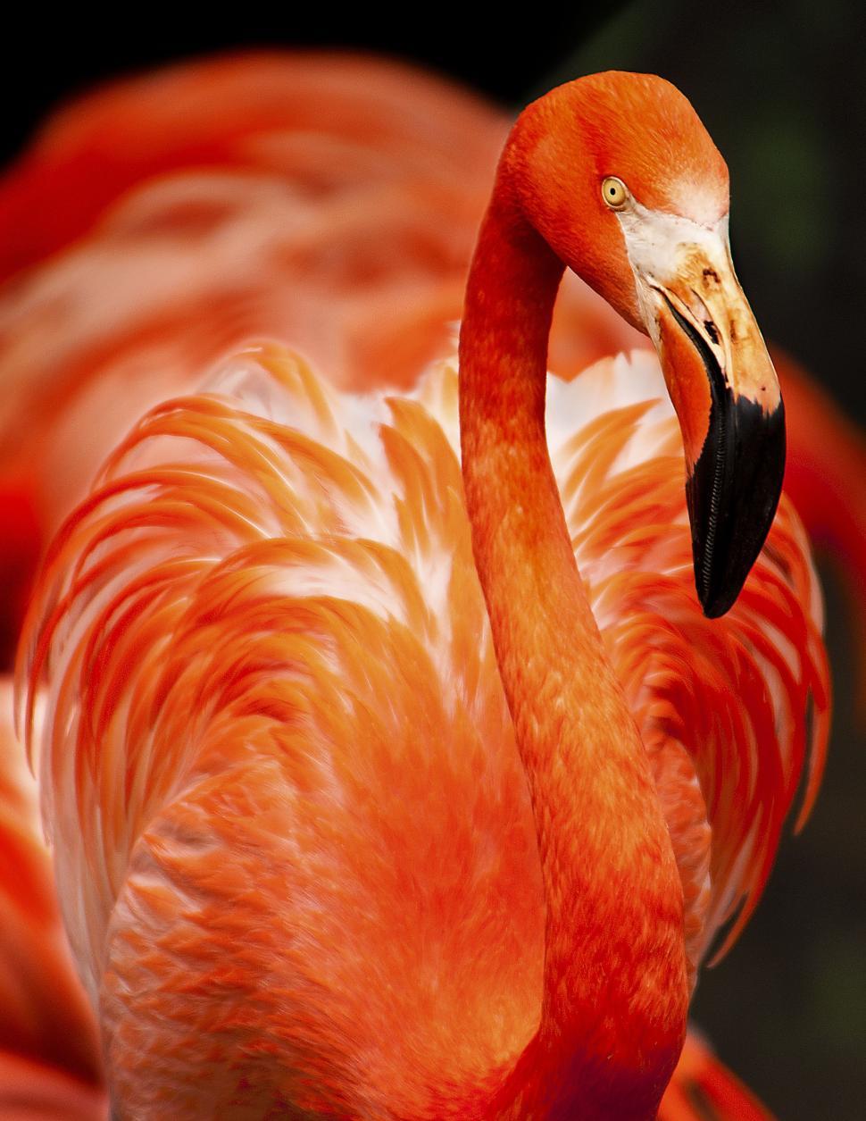 Free Image of American flamingo 