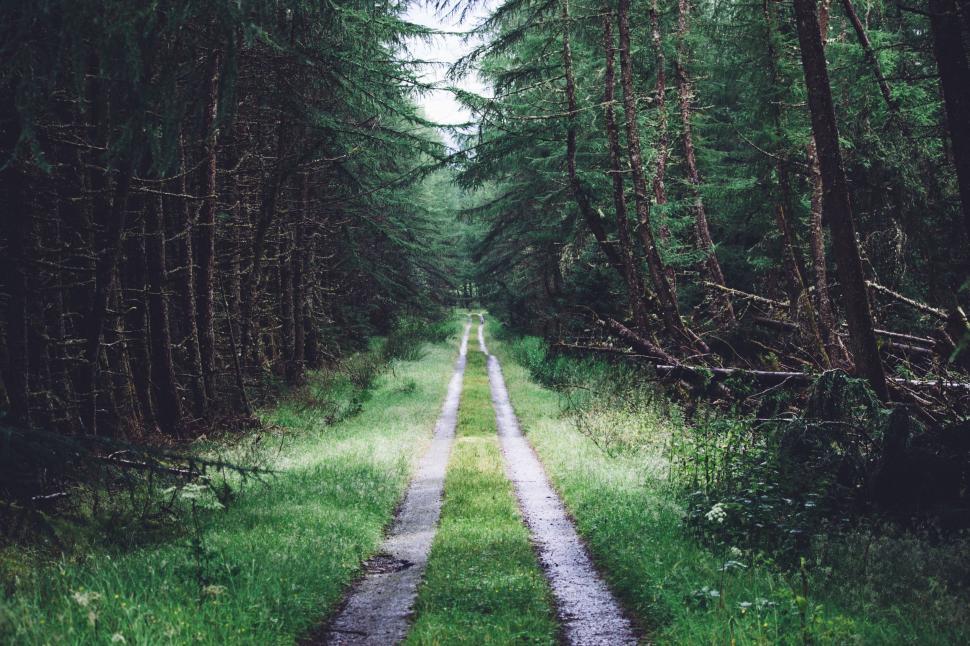 Free Image of Pathway in Forest  