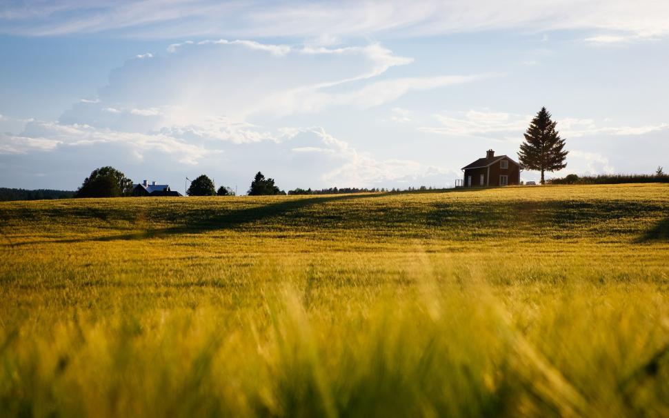 Free Image of Blur view of Grass  