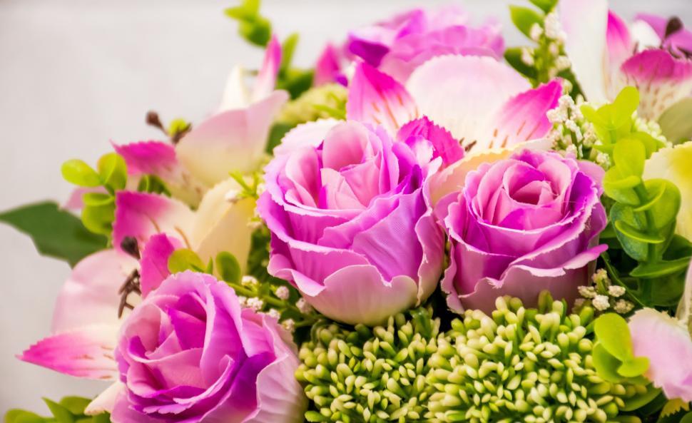 Free Image of Pink Roses  
