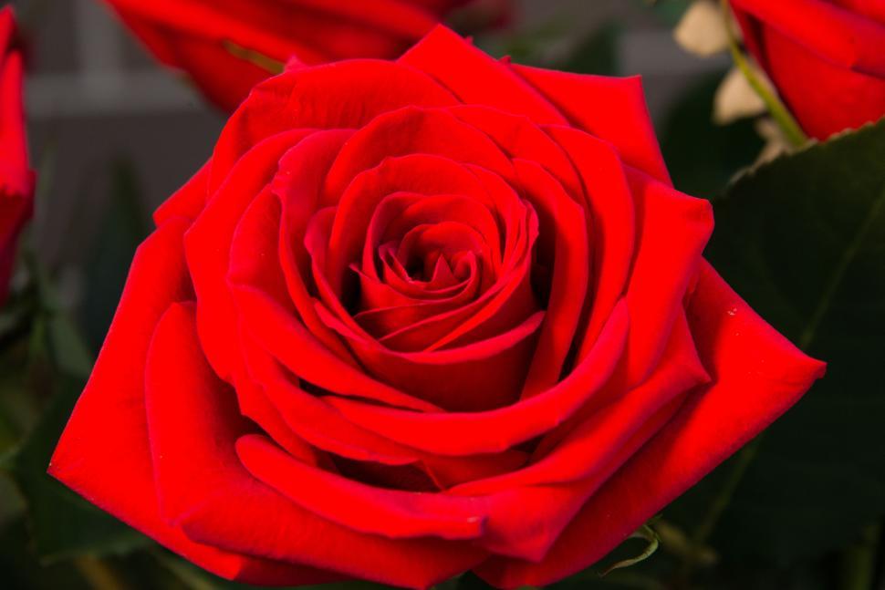 Free Image of Red Flower - Detailing  