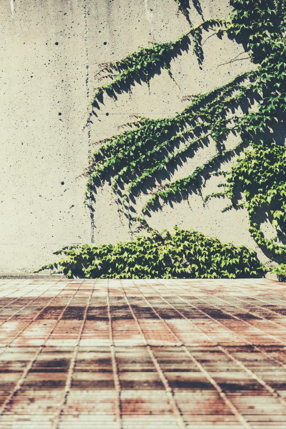 Free Image of Vine on wall  