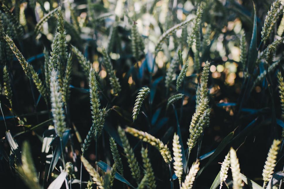 Free Image of Canary grass 