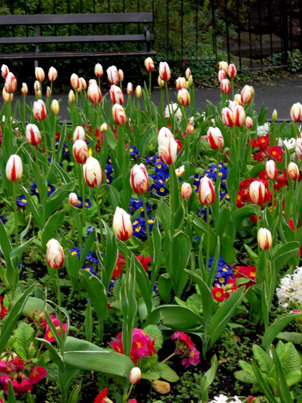 Free Image of Bunch of Flowers in Grass 