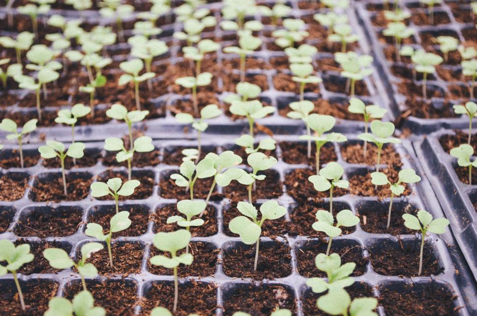 Free Image of Growing seedlings 