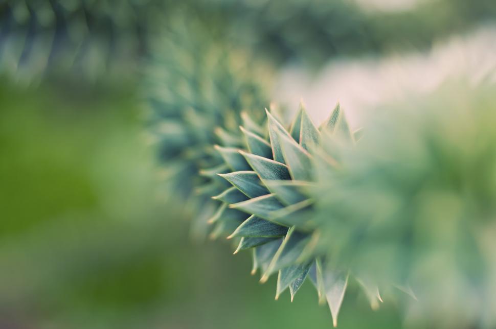 Free Image of Spike Leaves  