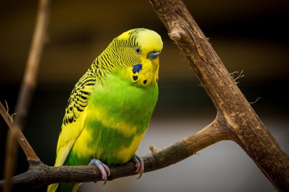 Free Image of Budgerigar (bird)  